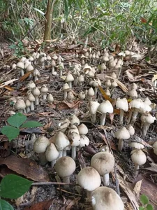 Rare Termite Mushrooms: The Expensive Midnight Delicacy Worth Every Penny - image 8