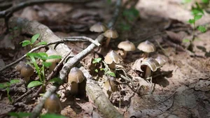 Rare Termite Mushrooms: The Expensive Midnight Delicacy Worth Every Penny - image 5