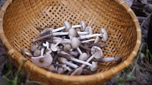 Rare Termite Mushrooms: The Expensive Midnight Delicacy Worth Every Penny - image 6