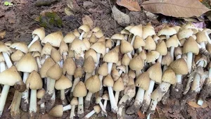 Rare Termite Mushrooms: The Expensive Midnight Delicacy Worth Every Penny - image 0