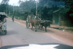 Vintage Nostalgia: Fascinating Photos of Saigon Traffic in 1965 - image 9