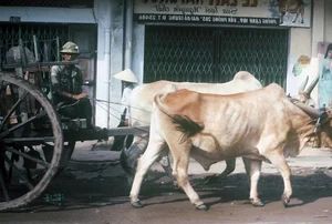 Vintage Nostalgia: Fascinating Photos of Saigon Traffic in 1965 - image 3