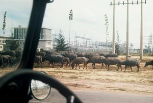 Vintage Nostalgia: Fascinating Photos of Saigon Traffic in 1965 - image 2