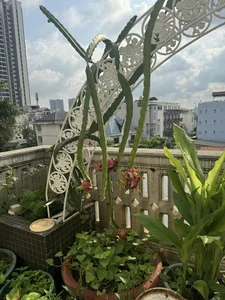 Inside Miss Giang My’s Luxurious Mansion: An Organic Oasis in the Heart of the City - image 3