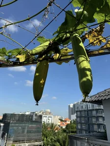 Inside Miss Giang My’s Luxurious Mansion: An Organic Oasis in the Heart of the City - image 1