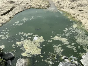 Environmental Concerns Over Smelly Wastewater Pools on Da Nang Beach - image 3