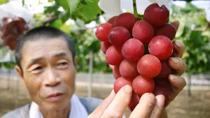 The World's Most Expensive Grapes: A Look at the Ruby Roman - image 9