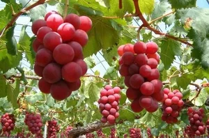 The World's Most Expensive Grapes: A Look at the Ruby Roman - image 7