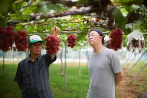 The World's Most Expensive Grapes: A Look at the Ruby Roman - image 4