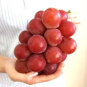 The World's Most Expensive Grapes: A Look at the Ruby Roman - image 1