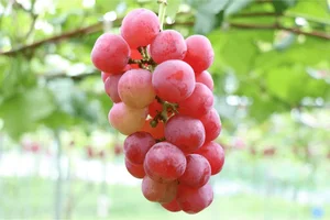The World's Most Expensive Grapes: A Look at the Ruby Roman - image 2