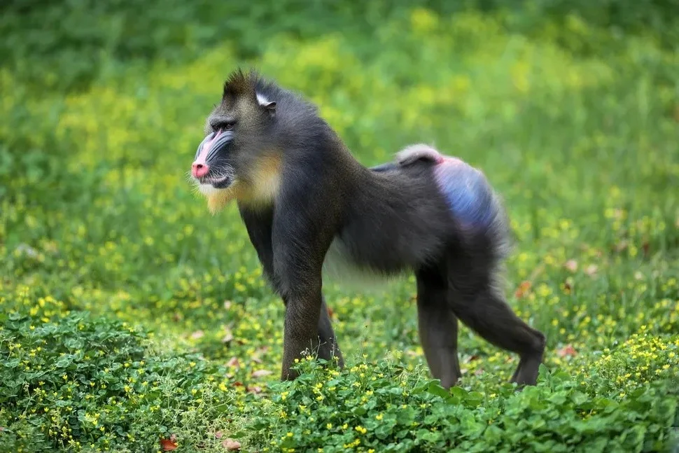 Evolutionary Mystery: Why Do Mammals Rarely Have Bright Colors?