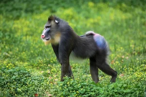 Evolutionary Mystery: Why Do Mammals Rarely Have Bright Colors? - image 0