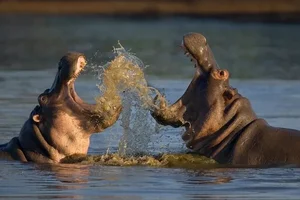 Evolutionary Mystery: Why Do Mammals Rarely Have Bright Colors? - image 6