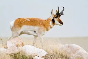 Evolutionary Mystery: Why Do Mammals Rarely Have Bright Colors? - image 3