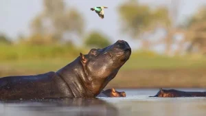 Evolutionary Mystery: Why Do Mammals Rarely Have Bright Colors? - image 2