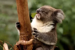 Evolutionary Mystery: Why Do Mammals Rarely Have Bright Colors? - image 7