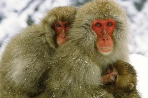 Evolutionary Mystery: Why Do Mammals Rarely Have Bright Colors? - image 5