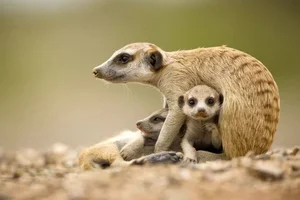 Evolutionary Mystery: Why Do Mammals Rarely Have Bright Colors? - image 8