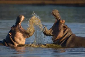 Evolutionary Mystery: Why Do Mammals Rarely Have Bright Colors? - image 1