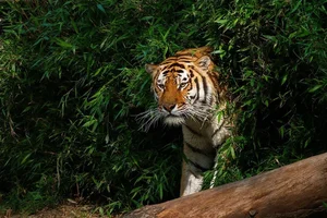 Evolutionary Mystery: Why Do Mammals Rarely Have Bright Colors? - image 4