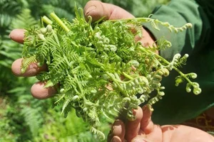 From Stream-Side Foraging to Gourmet Plates: The Rise of Wild Specialties - image 5