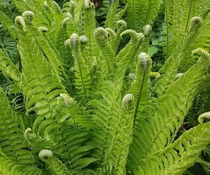 From Stream-Side Foraging to Gourmet Plates: The Rise of Wild Specialties - image 1