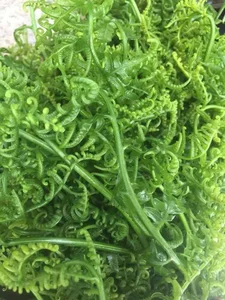 From Stream-Side Foraging to Gourmet Plates: The Rise of Wild Specialties - image 0