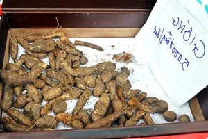 From Famine Food to Gourmet Delicacy: The Surprising Rise of Traditional Tubers - image 3
