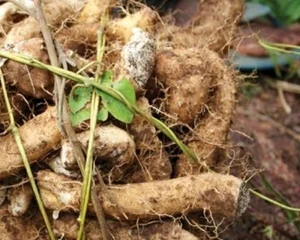 From Famine Food to Gourmet Delicacy: The Surprising Rise of Traditional Tubers - image 8