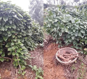 From Famine Food to Gourmet Delicacy: The Surprising Rise of Traditional Tubers - image 2