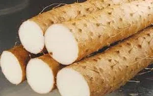 From Famine Food to Gourmet Delicacy: The Surprising Rise of Traditional Tubers - image 1