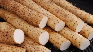 From Famine Food to Gourmet Delicacy: The Surprising Rise of Traditional Tubers - image 4