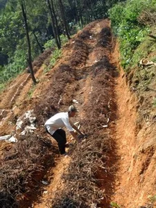 From Famine Food to Gourmet Delicacy: The Surprising Rise of Traditional Tubers - image 7