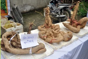 From Famine Food to Gourmet Delicacy: The Surprising Rise of Traditional Tubers - image 6