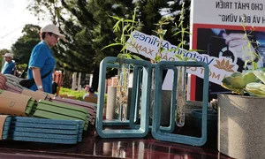 Con Dao Island Journey to Net Zero: Eco-Tourism and Green Future - image 2
