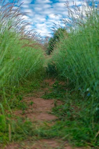 Moc Chau’s Stunning Pink Grass Hills: A New Must-Visit Destination for Nature Lovers - image 7