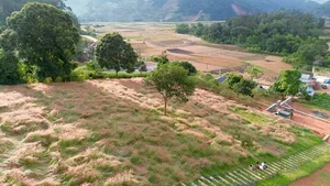 Moc Chau’s Stunning Pink Grass Hills: A New Must-Visit Destination for Nature Lovers - image 6