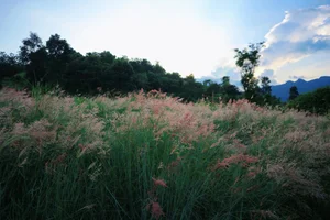 Moc Chau’s Stunning Pink Grass Hills: A New Must-Visit Destination for Nature Lovers - image 12