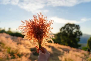 Moc Chau’s Stunning Pink Grass Hills: A New Must-Visit Destination for Nature Lovers - image 8