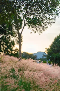 Moc Chau’s Stunning Pink Grass Hills: A New Must-Visit Destination for Nature Lovers - image 4