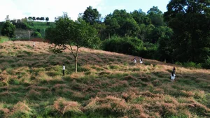 Moc Chau’s Stunning Pink Grass Hills: A New Must-Visit Destination for Nature Lovers - image 14