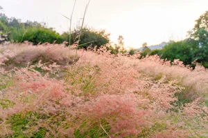 Moc Chau’s Stunning Pink Grass Hills: A New Must-Visit Destination for Nature Lovers - image 5