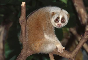 Rare Endangered Species from Red Data Book Found in Hai Duong - image 6