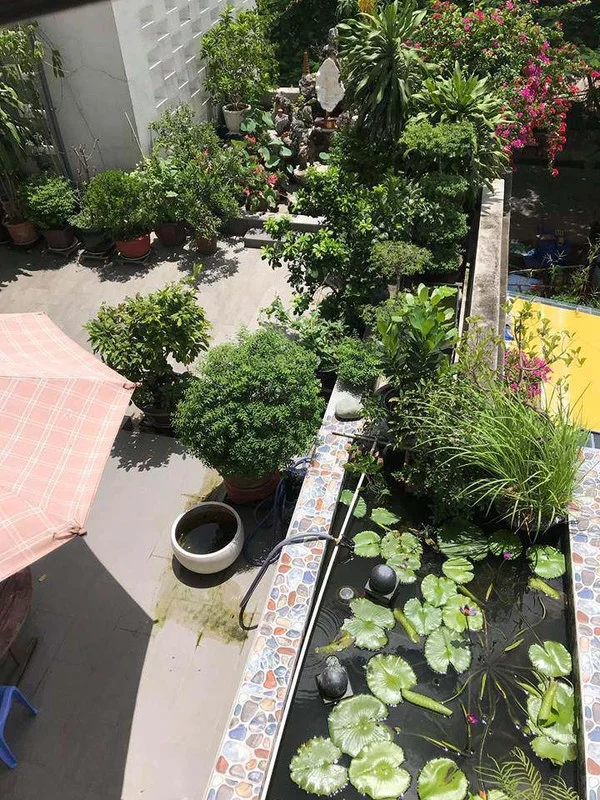 Inside the Lush Green Garden of Ho Ngoc Ha's Mother: A Green Oasis