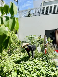 Inside the Lush Green Garden of Ho Ngoc Ha's Mother: A Green Oasis - image 8