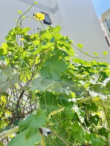 Inside the Lush Green Garden of Ho Ngoc Ha's Mother: A Green Oasis - image 7