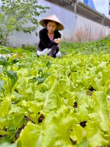 Inside the Lush Green Garden of Ho Ngoc Ha's Mother: A Green Oasis - image 2