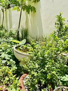 Inside the Lush Green Garden of Ho Ngoc Ha's Mother: A Green Oasis - image 5