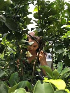 Inside the Lush Green Garden of Ho Ngoc Ha's Mother: A Green Oasis - image 4
